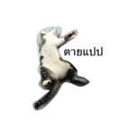 meow meow ja（個別スタンプ：4）