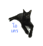 meow meow ja（個別スタンプ：5）