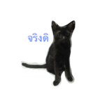 meow meow ja（個別スタンプ：6）
