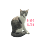 meow meow ja（個別スタンプ：7）