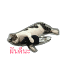 meow meow ja（個別スタンプ：9）