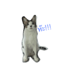 meow meow ja（個別スタンプ：10）