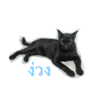 meow meow ja（個別スタンプ：12）