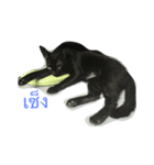 meow meow ja（個別スタンプ：13）