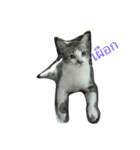 meow meow ja（個別スタンプ：14）