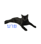 meow meow ja（個別スタンプ：15）