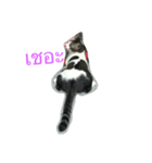 meow meow ja（個別スタンプ：16）