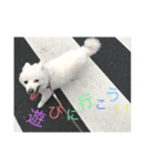 白い犬のつぶやき（個別スタンプ：1）