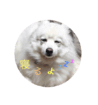 白い犬のつぶやき（個別スタンプ：2）