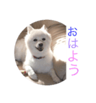 白い犬のつぶやき（個別スタンプ：3）