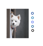 白い犬のつぶやき（個別スタンプ：4）