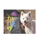 白い犬のつぶやき（個別スタンプ：5）