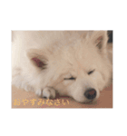 白い犬のつぶやき（個別スタンプ：6）