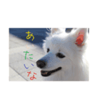 白い犬のつぶやき（個別スタンプ：7）
