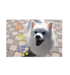 白い犬のつぶやき（個別スタンプ：8）