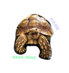 Turtle children's daily life（個別スタンプ：1）