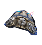 Turtle children's daily life（個別スタンプ：2）