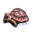 Turtle children's daily life（個別スタンプ：3）