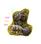 Turtle children's daily life（個別スタンプ：4）