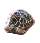 Turtle children's daily life（個別スタンプ：6）