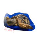 Turtle children's daily life（個別スタンプ：7）