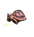 Turtle children's daily life（個別スタンプ：8）