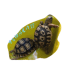 Turtle children's daily life（個別スタンプ：9）