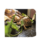 Turtle children's daily life（個別スタンプ：10）