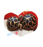 Turtle children's daily life（個別スタンプ：14）