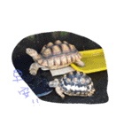Turtle children's daily life（個別スタンプ：15）