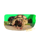 Turtle children's daily life（個別スタンプ：16）