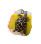 Turtle children's daily life（個別スタンプ：17）