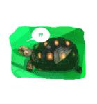 Turtle children's daily life（個別スタンプ：18）