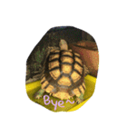 Turtle children's daily life（個別スタンプ：19）