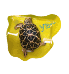 Turtle children's daily life（個別スタンプ：20）
