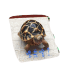 Turtle children's daily life（個別スタンプ：23）