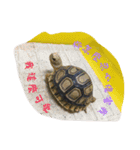 Turtle children's daily life（個別スタンプ：24）