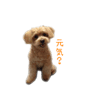 わんちゃん＆フェレット（個別スタンプ：14）
