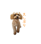 わんちゃん＆フェレット（個別スタンプ：16）