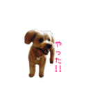 わんちゃん＆フェレット（個別スタンプ：30）