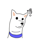 Shiba Inus（個別スタンプ：6）