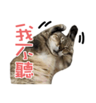 BigBigCatCat（個別スタンプ：10）