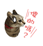 BigBigCatCat（個別スタンプ：11）