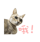 BigBigCatCat（個別スタンプ：16）