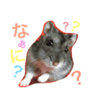 ジャンガリアンハムスターのおこめたん（個別スタンプ：3）
