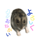 ジャンガリアンハムスターのおこめたん（個別スタンプ：4）