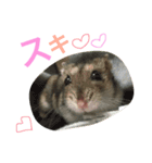 ジャンガリアンハムスターのおこめたん（個別スタンプ：5）