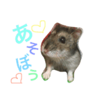 ジャンガリアンハムスターのおこめたん（個別スタンプ：6）