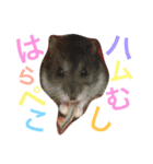 ジャンガリアンハムスターのおこめたん（個別スタンプ：7）