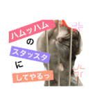 ジャンガリアンハムスターのおこめたん（個別スタンプ：8）
